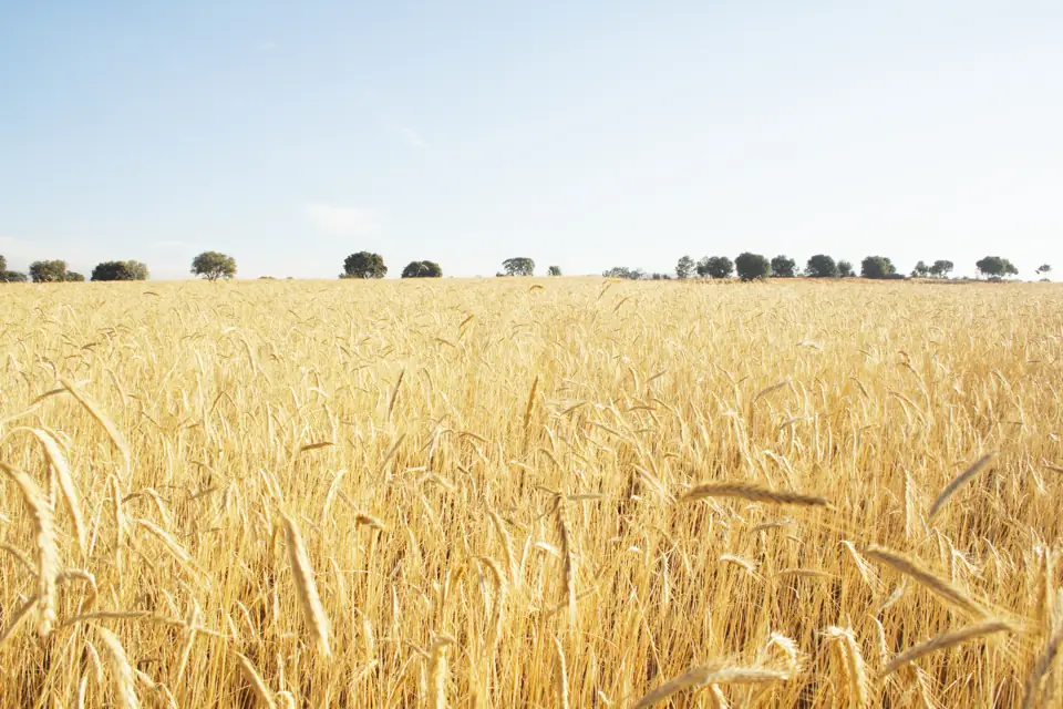 Campos de Castilla, y León, imgn030