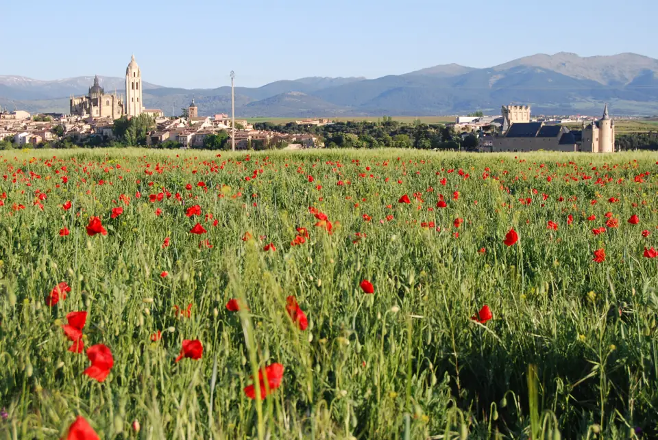 Campos de amapolas en Zamarramala con Segovia al fondo