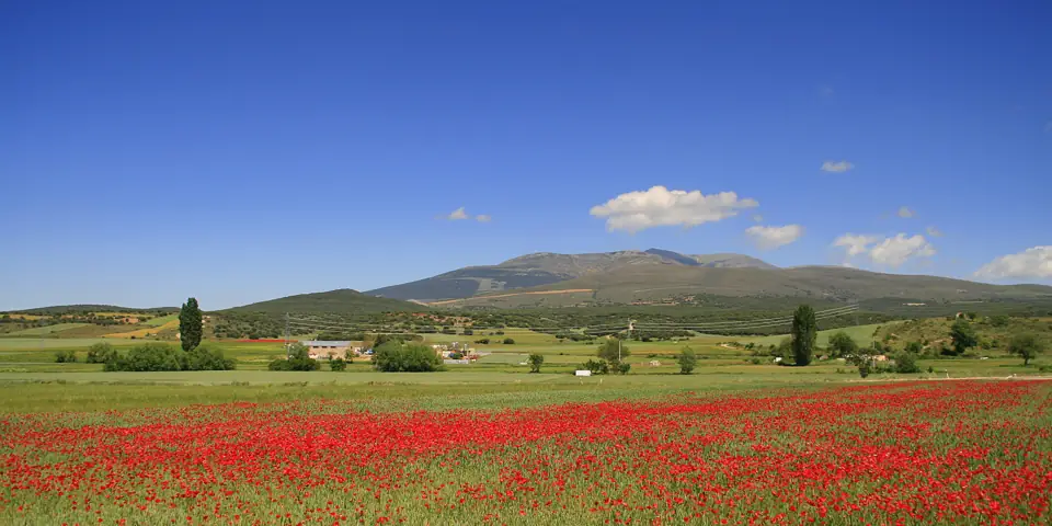 Ólvega.Soria. (9109239119)