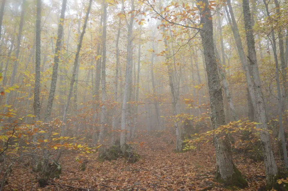 Niebla en el bosque 1