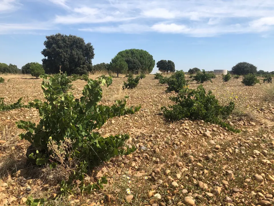 Martinsancho Vineyard
