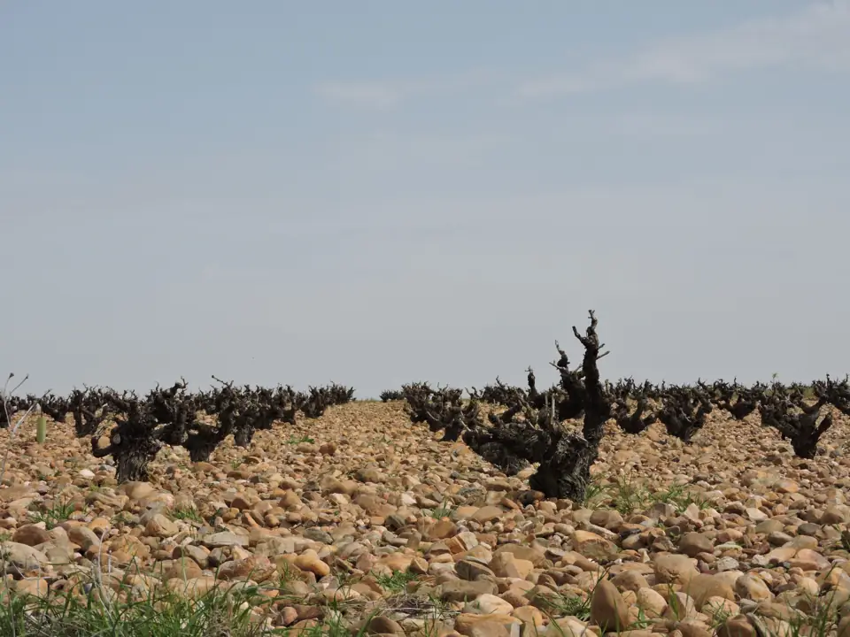 Wineyard Spain in Spring - San Roman de Horinja