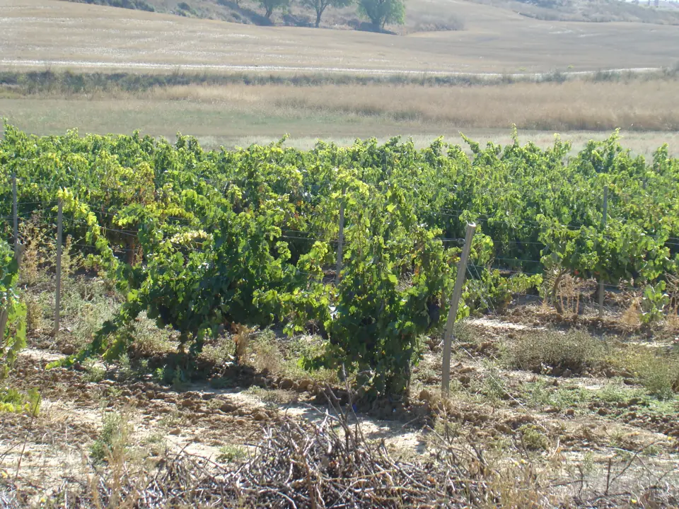 10 Cigales Ermita Viloria viñas lou