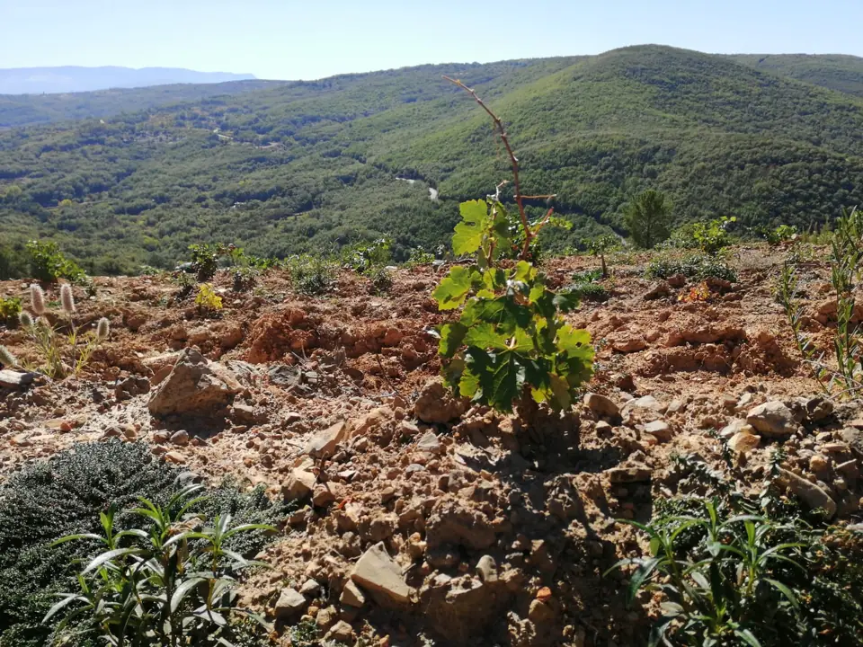 Viñedos uva rufete Ruta del Vino Sierra de Francia